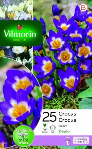 Crocus Sieberi (x25)